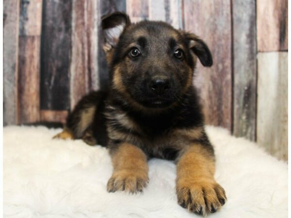 German Shepherd-DOG-Male-Black/White-14731-Petland Racine, Wisconsin