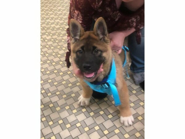 Akita DOG Male Dark Brown 22784 Petland Racine, Wisconsin