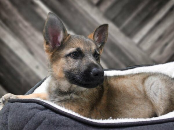 German Shepherd-DOG-Male-SABLE-22887-Petland Racine, Wisconsin