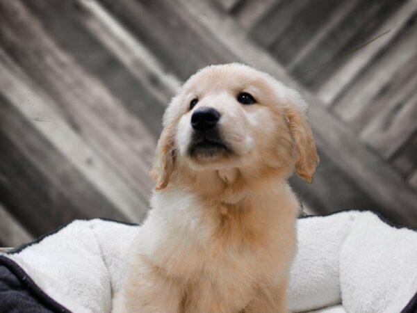 Golden Retriever-DOG-Male-Golden-22894-Petland Racine, Wisconsin