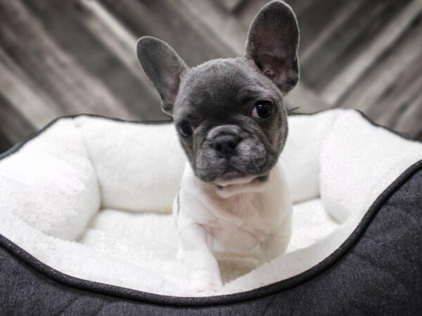 French Bulldog-DOG-Female-White / Blue-22892-Petland Racine, Wisconsin