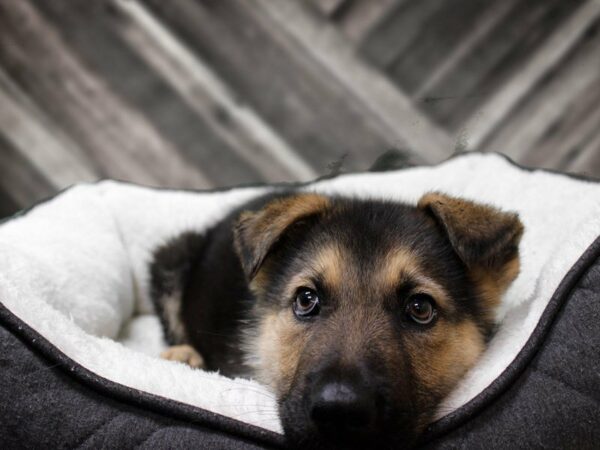 German Shepherd-DOG-Male-BLK/TAN-22885-Petland Racine, Wisconsin