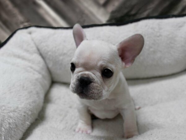 French Bulldog-DOG-Male-CREAM-22883-Petland Racine, Wisconsin