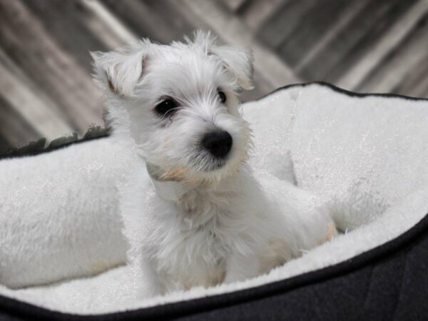 West Highland White Terrier DOG Male White 22900 Petland Racine, Wisconsin