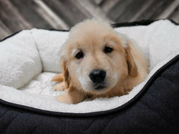 Golden Retriever-DOG-Female-Golden-22895-Petland Racine, Wisconsin