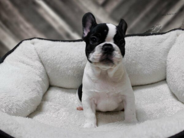 French Bulldog-DOG-Female-BLK/WH-22884-Petland Racine, Wisconsin