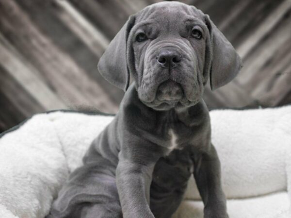 Neapolitan Mastiff DOG Male BLUE 22880 Petland Racine, Wisconsin