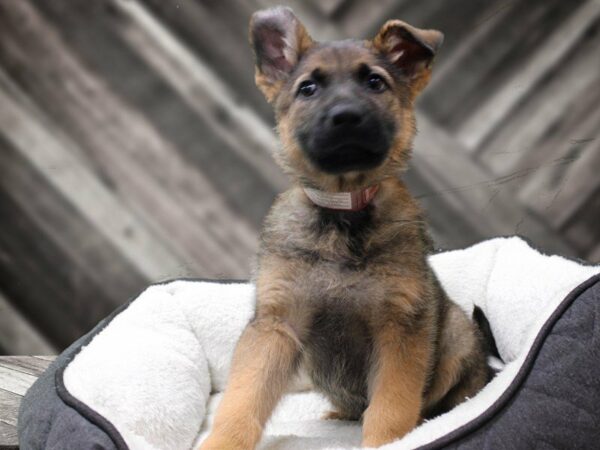 German Shepherd-DOG-Male-SABLE-22886-Petland Racine, Wisconsin