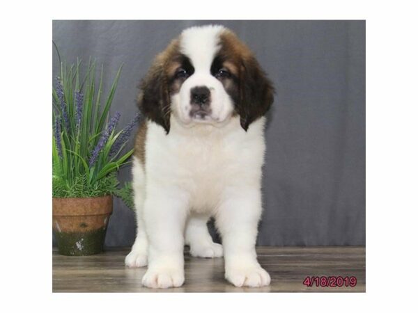 Saint Bernard DOG Male Brown / White 22925 Petland Racine, Wisconsin