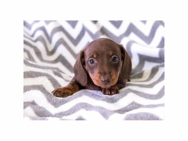 Dachshund-DOG-Female-Chocolate / Tan-22918-Petland Racine, Wisconsin