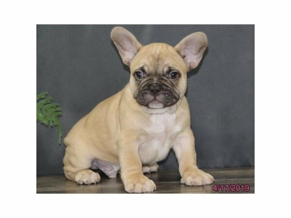 French Bulldog-DOG-Male-Fawn-22939-Petland Racine, Wisconsin
