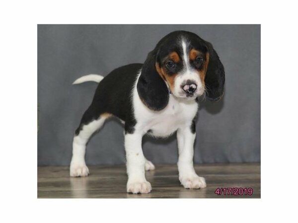 Beagle-DOG-Male-Black / White-22938-Petland Racine, Wisconsin