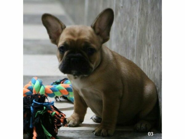 French Bulldog-DOG-Female-Red Fawn-22930-Petland Racine, Wisconsin