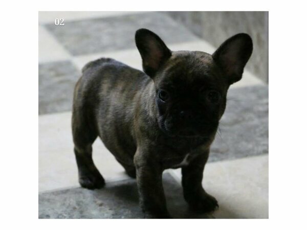 French Bulldog-DOG-Male-Brindle-22937-Petland Racine, Wisconsin