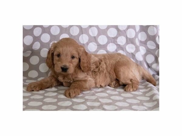 Goldendoodle Mini 2nd Gen-DOG-Male-Apricot-22932-Petland Racine, Wisconsin