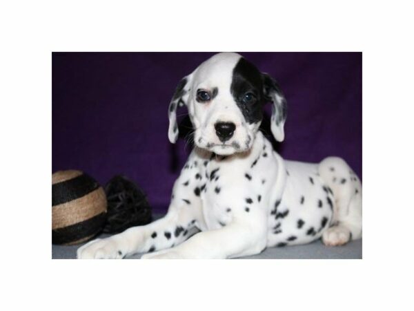 Dalmatian DOG Female Black / White 22927 Petland Racine, Wisconsin