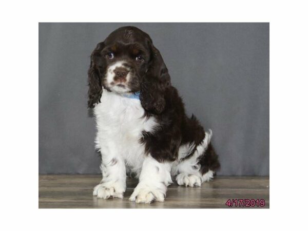 Cocker Spaniel-DOG-Female-Chocolate / White-22911-Petland Racine, Wisconsin