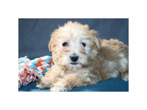 Poodle/Miniature Schnauzer-DOG-Female-Sable-22913-Petland Racine, Wisconsin