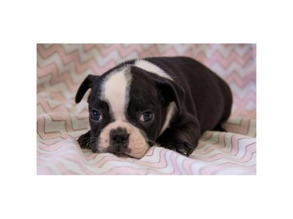 Boston Terrier/English Bulldog-DOG-Female-Black / White-22910-Petland Racine, Wisconsin