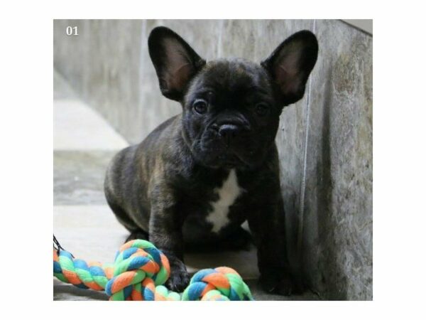 French Bulldog-DOG-Male-Black Brindle-14738-Petland Racine, Wisconsin