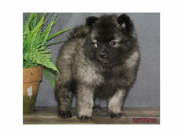 Keeshond-DOG-Female-Black / Silver-14741-Petland Racine, Wisconsin