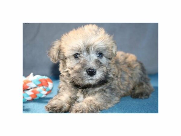 Poodle/Miniature Schnauzer-DOG-Male-Sable-14742-Petland Racine, Wisconsin