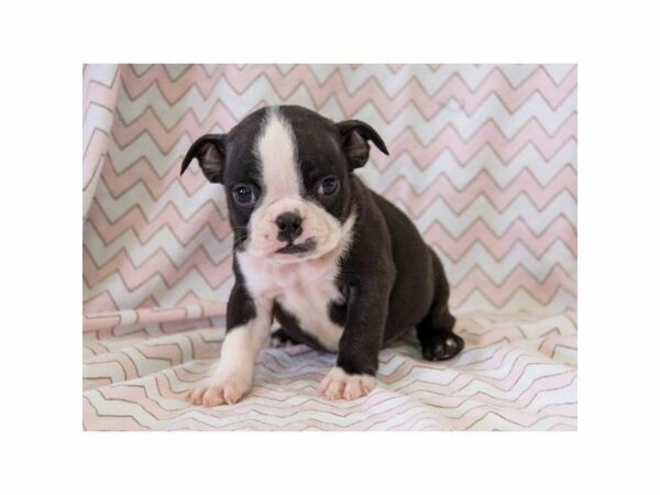 Boston Terrier/English Bulldog-DOG-Female-Black / White-14747-Petland Racine, Wisconsin