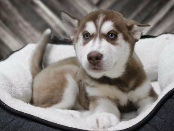 Siberian Husky-DOG-Male-Red / White-22914-Petland Racine, Wisconsin