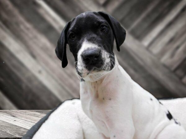 Great Dane DOG Male Black / White 22936 Petland Racine, Wisconsin