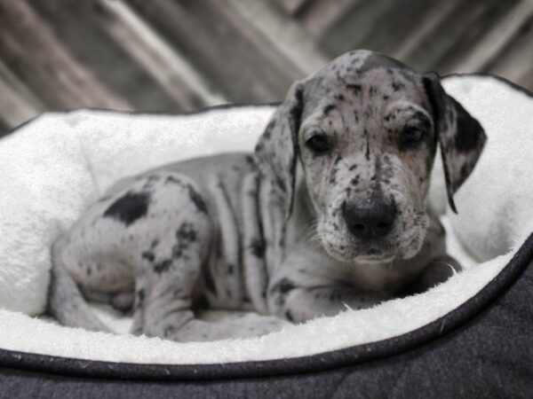 Daniff-DOG-Male-BLUE MERLE-22942-Petland Racine, Wisconsin