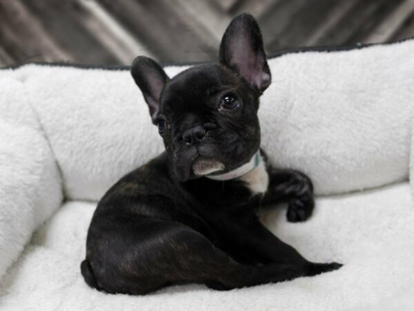 French Bulldog-DOG-Male-BLK/CHOC/BRINDLE-22940-Petland Racine, Wisconsin