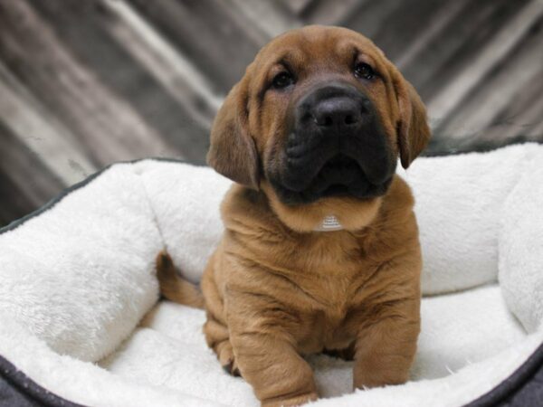 Walrus-DOG-Male-Brown-22934-Petland Racine, Wisconsin