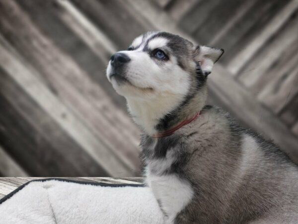 Siberian Husky-DOG-Female-Black / White-22915-Petland Racine, Wisconsin