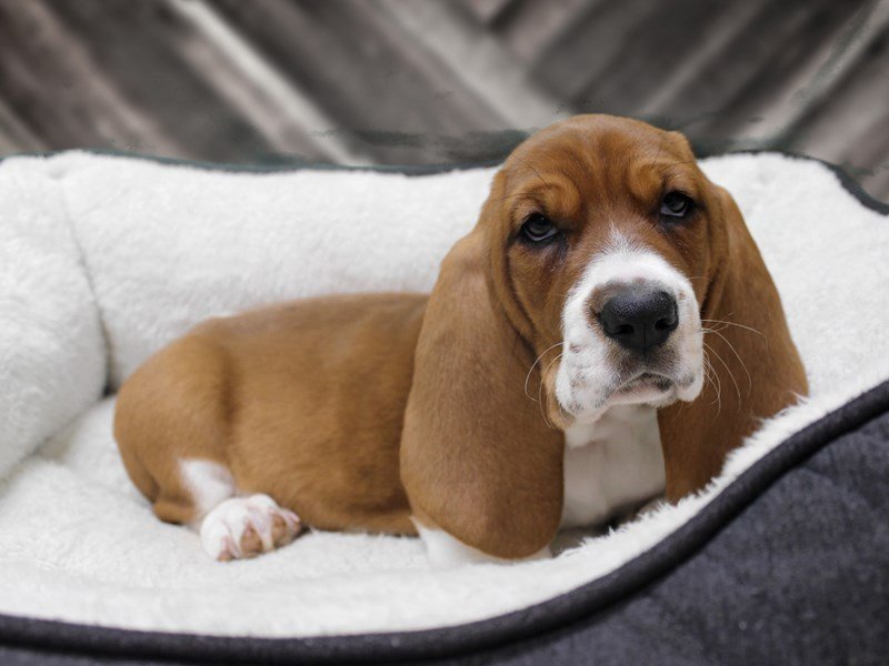 View Basset Hound Puppy Photos Petland Racine, Wisconsin