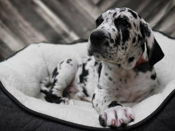 Daniff-DOG-Male-HARLEQUIN-22941-Petland Racine, Wisconsin