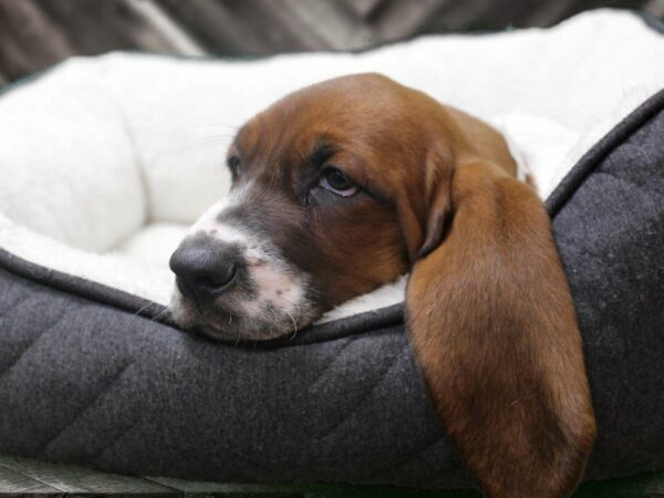 Basset Hound-DOG-Male-Red / White-22929-Petland Racine, Wisconsin