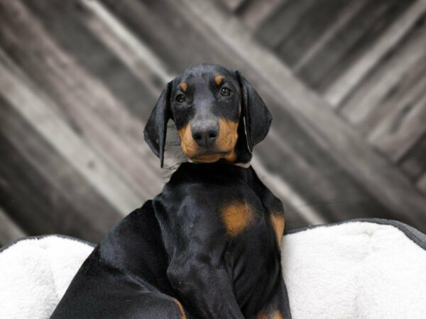 Doberman Pinscher DOG Male Black / Rust 22931 Petland Racine, Wisconsin