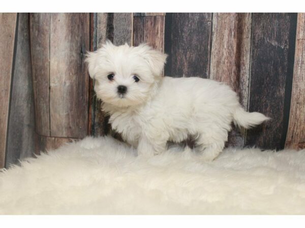 Maltese-DOG-Female-White-14734-Petland Racine, Wisconsin