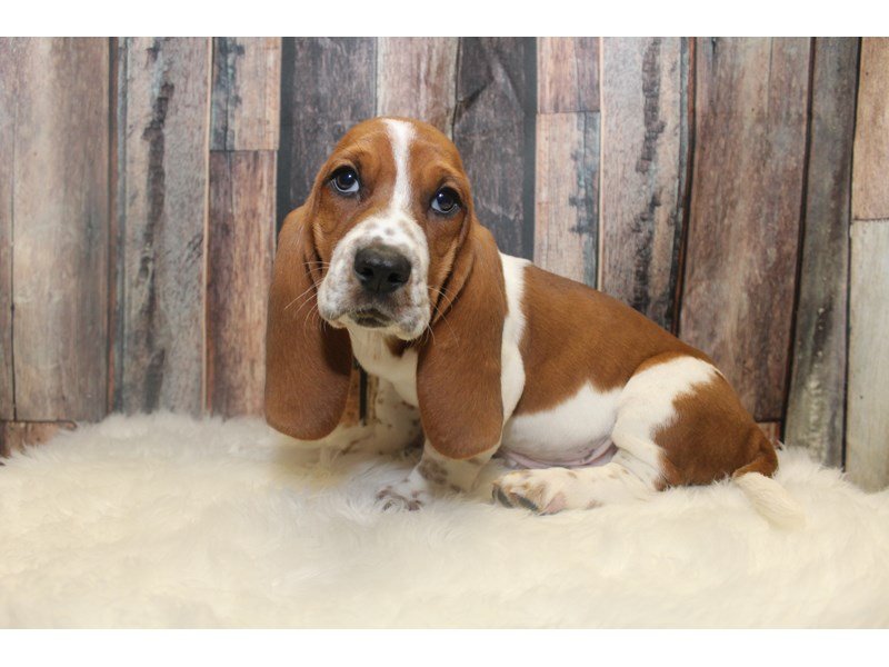 View Basset Hound Puppy Photos Petland Racine, Wisconsin