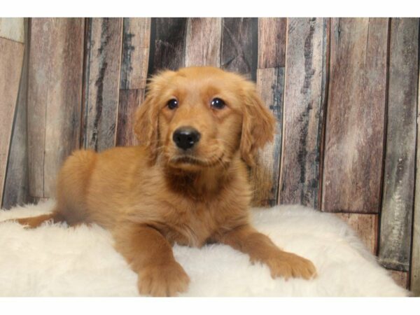 Golden Retriever-DOG-Female-Golden-14739-Petland Racine, Wisconsin