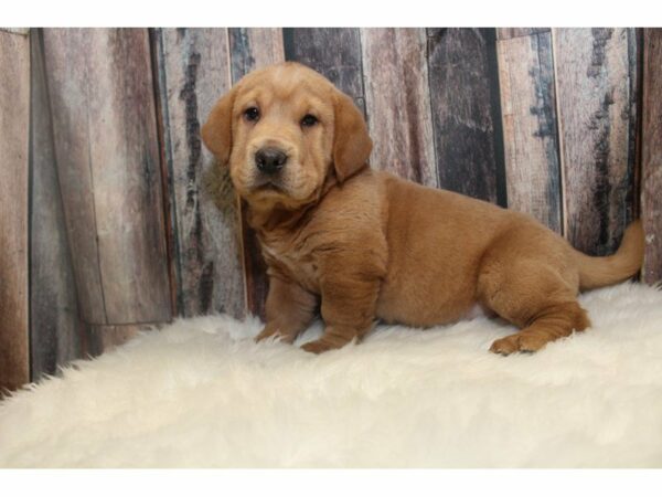 Basset Hound / Shar Pei-DOG-Female-Tan-14746-Petland Racine, Wisconsin