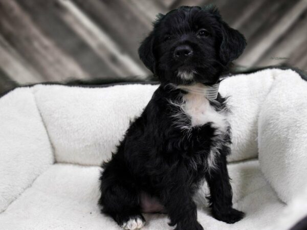 Silkypoo-DOG-Male-BLK/WH-22943-Petland Racine, Wisconsin