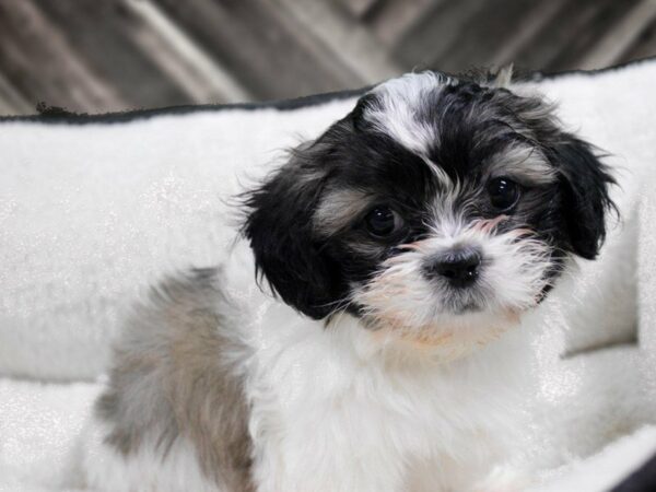 Peke-A-Tzu DOG Female SABLE/WH 22944 Petland Racine, Wisconsin