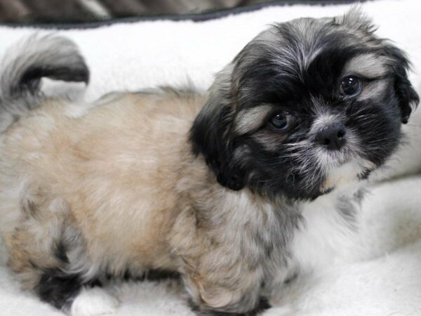 Peke-A-Tzu DOG Female SABLE 22945 Petland Racine, Wisconsin