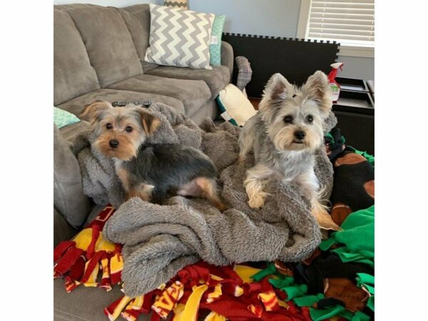 Yorkshire Terrier-DOG-Male-Black / Tan-22513-Petland Racine, Wisconsin