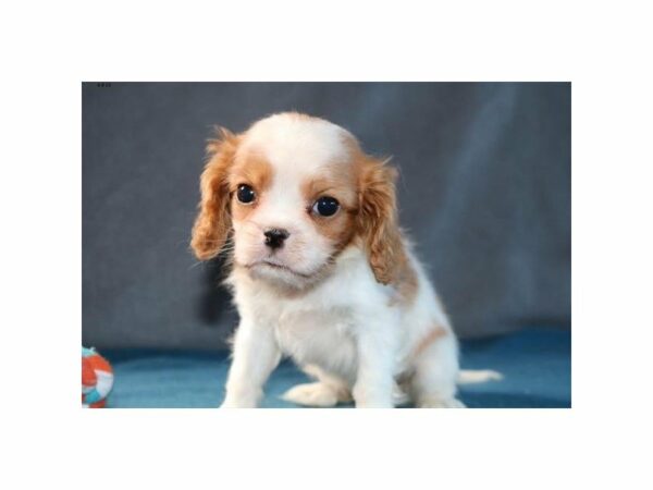 Cavalier King Charles Spaniel-DOG-Female-Blenheim-14751-Petland Racine, Wisconsin