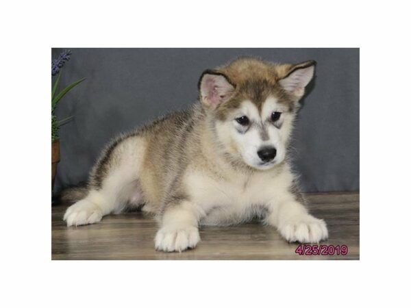 Alaskan Malamute DOG Male Gray / White 22953 Petland Racine, Wisconsin