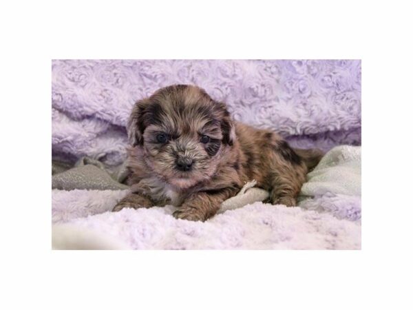 Shihpoo-DOG-Female-Blue Merle-22954-Petland Racine, Wisconsin