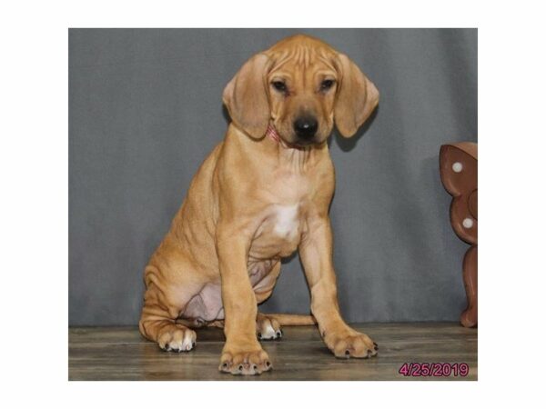 Rhodesian Ridgeback DOG Female Wheaten 22951 Petland Racine, Wisconsin