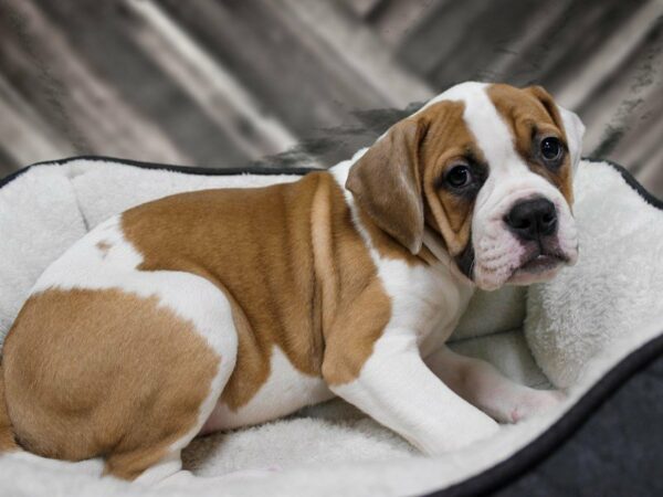 American Bulldog-DOG-Female-R/W TUXEDO-22960-Petland Racine, Wisconsin
